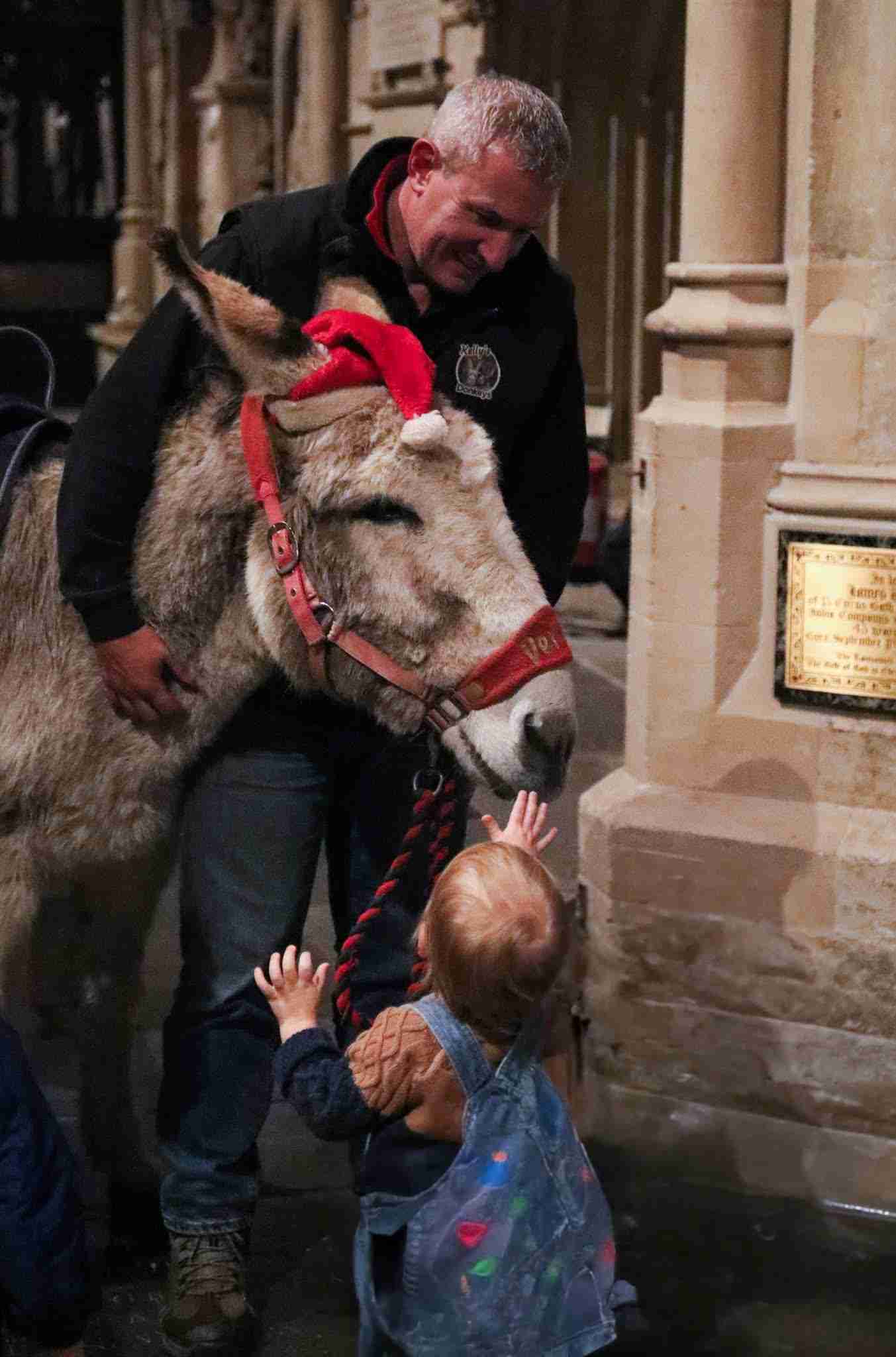 Dermot the donkey with a Santa hat on, and a child reaching up to stroke him