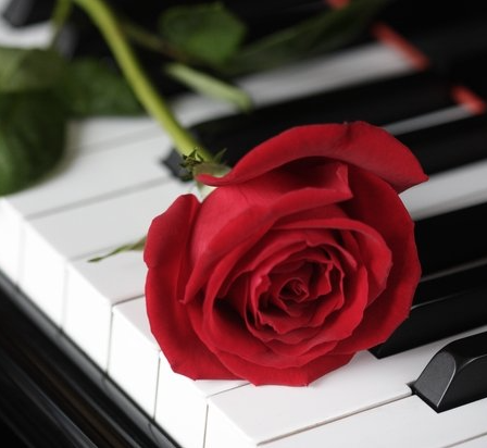 Rose on piano keys